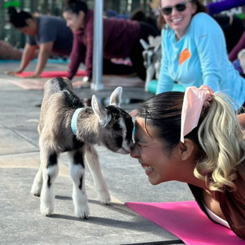 Baby Goat Yoga