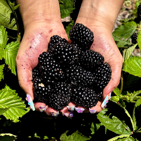 BLACKBERRY PICKING