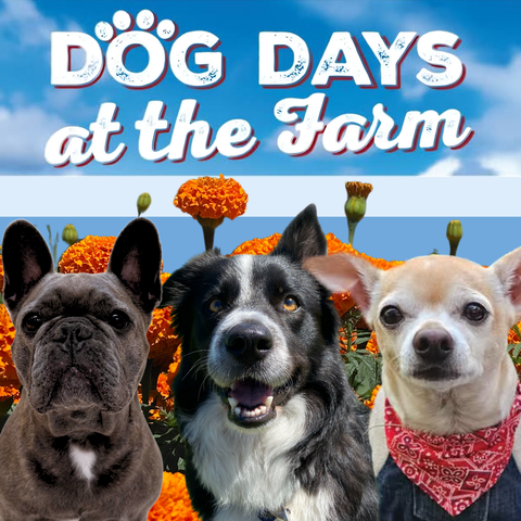 DOG DAYS AT THE FARM at Hana Field, Costa Mesa