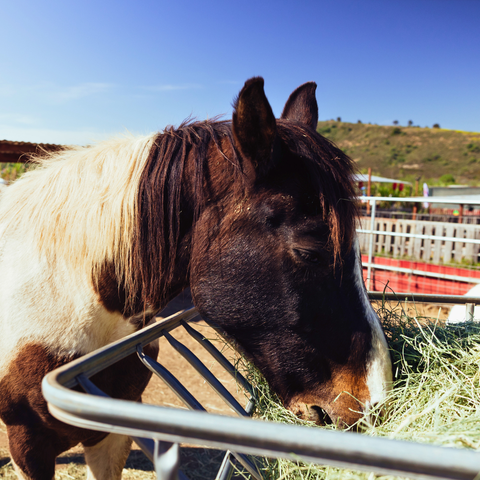Lunar New Year at the Barnyard