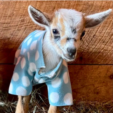 Goat Baby Shower