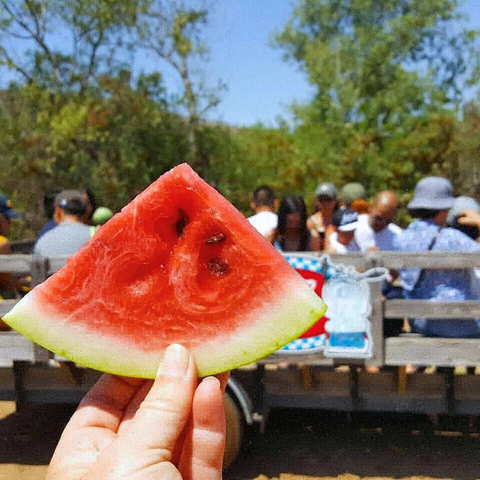 Melon Tasting Tours