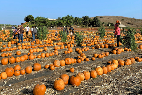 Tanaka Pumpkins