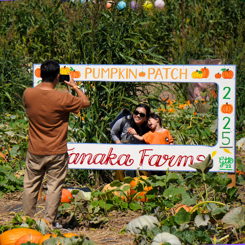 Pumpkin Patch
