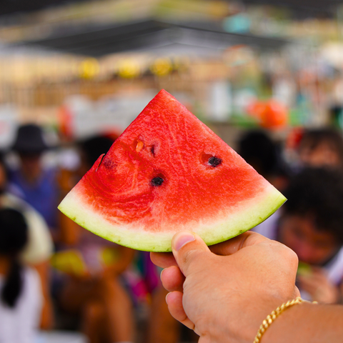 Melon Tasting Tours